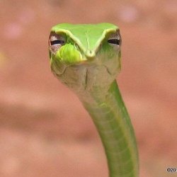 Judgemental Snek Meme Template