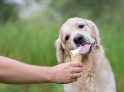dog eating ice cream Meme Template