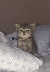 angry kitten on bed Meme Template