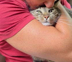 Funny cat Meme Template