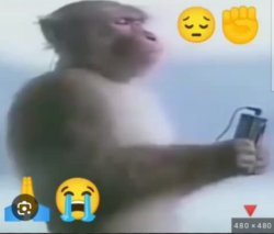 Monkey on Phone Meme Template