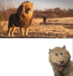 Lion vs taxidermy lion Meme Template