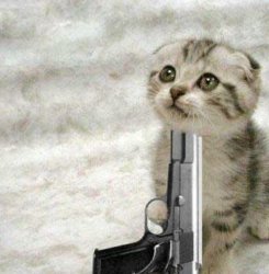 Cat gun Meme Template