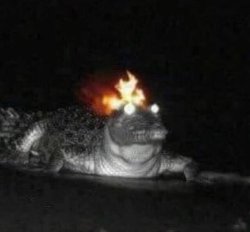 Flaming gator Meme Template