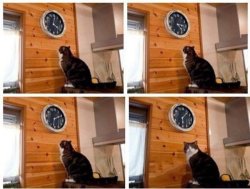 cat and watch Meme Template