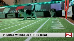 Kitten Bowl Meme Template