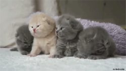 Four Kittens Cute Meme Template