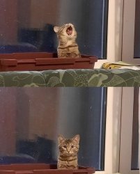 Cat Screams Cat Calm Meme Template