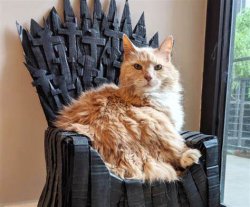 cat on throne Meme Template
