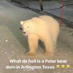 Polar bear in Texas Meme Template