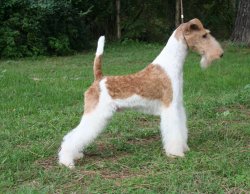 wirehaired fox terrier Meme Template