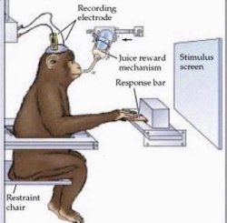 Neuralink Monkey Meme Template