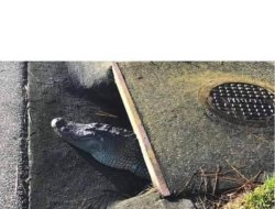 Alligator sewer Meme Template