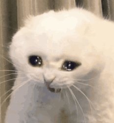 Cat crying Meme Template