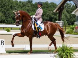 Dressage horse Meme Template