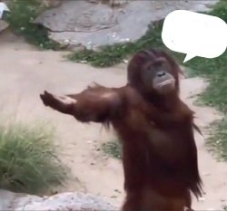 Monkey Begging Meme Template