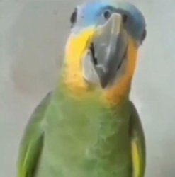 parrot Meme Template