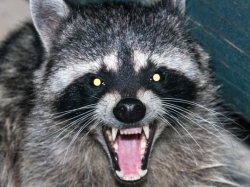 angry raccoon Meme Template