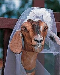 Goat bride Meme Template