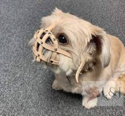 Dog muzzle Meme Template