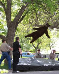 Falling bear Meme Template