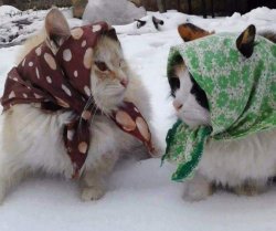 Babushka Cats Meme Template