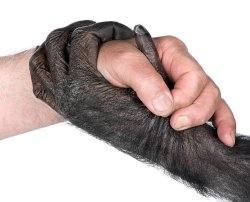 Monkey human handshake Meme Template
