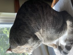 Cat licking paw Meme Template