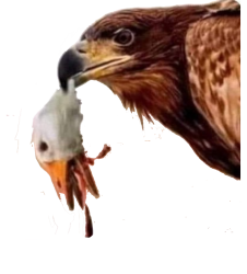 Aguila ganso decapitado amlo Meme Template