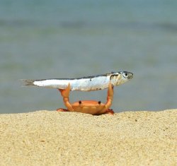 Crab holding fish Meme Template