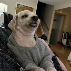 CreepyDog Meme Template