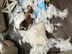 Puppy mess Meme Template