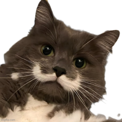 Stachecat no bg Meme Template