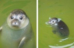 innocent seal what is that i don't know Meme Template