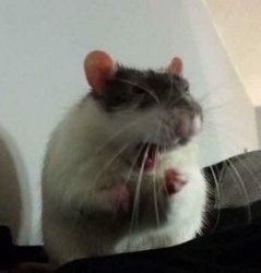 yelling rat Meme Template