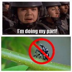 Doing my part! Killing Chinese Lanternfly Nymph Meme Template