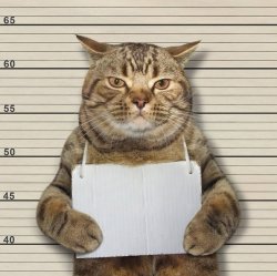 CUFF Cat JailCat Meme Template