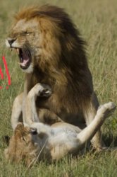 Lion accident Meme Template