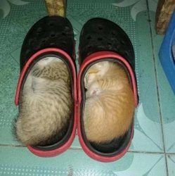 Cat Kitten Slippers Meme Template