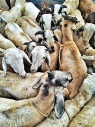 grupo de chivas Meme Template