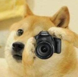 Doge taking a picture Meme Template