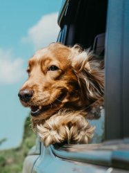 Golden Retriever in Car Meme Template