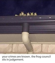 Frog council Meme Template