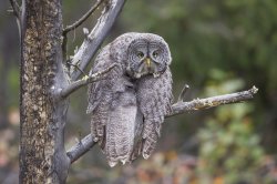 exhausted owl Meme Template