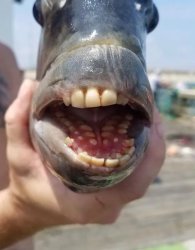 Sheepshead Meme Template