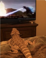 lizard watching godzilla Meme Template