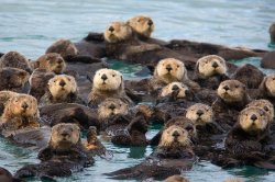 Sea otters Meme Template