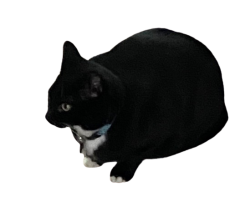 C AR Meme Template