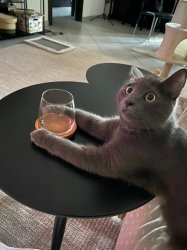 Drunk cat needs booze Meme Template