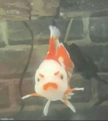 Anger fish Meme Template